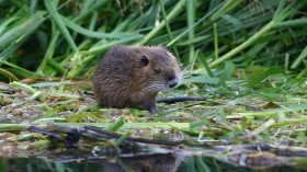 Myocastor coypus