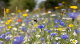 Wildflowers Provide Nectar For Pollinating Insects