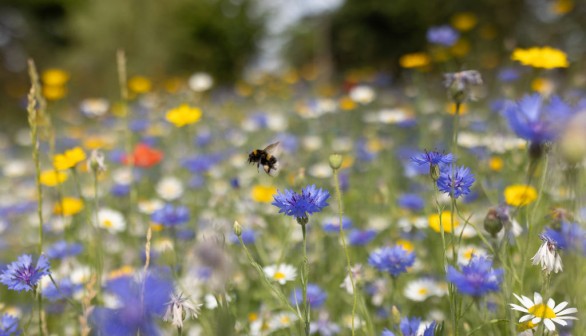 Wildflowers Provide Nectar For Pollinating Insects