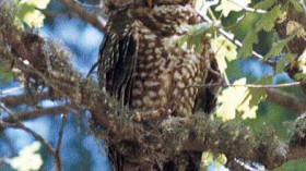 Mexican spotted owl