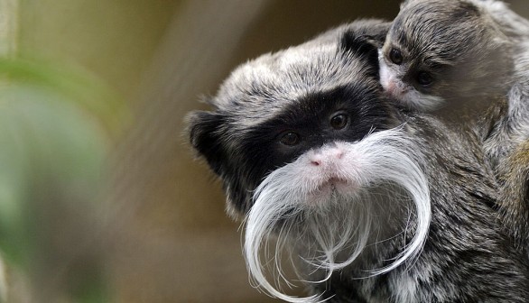 A three-month-old Pied tamarin (Saguinus bicolor)