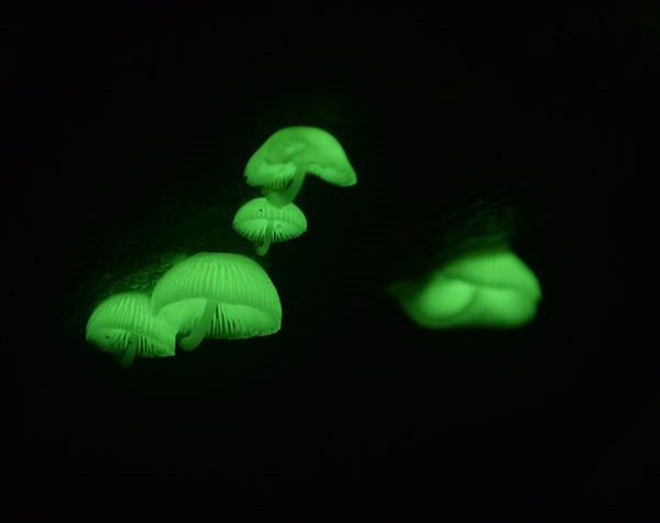 Glow In The Dark Petunia Made From Mushroom Genes Available By 2024 