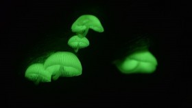 Glow-in-the-Dark Petunia Made From Mushroom Genes, Available by 2024