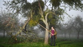 BRITAIN-FESTIVE-CHRISTMAS-AUCTION-MISTLETOE