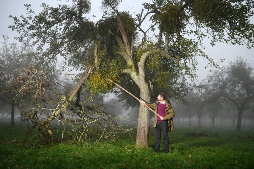 BRITAIN-FESTIVE-CHRISTMAS-AUCTION-MISTLETOE