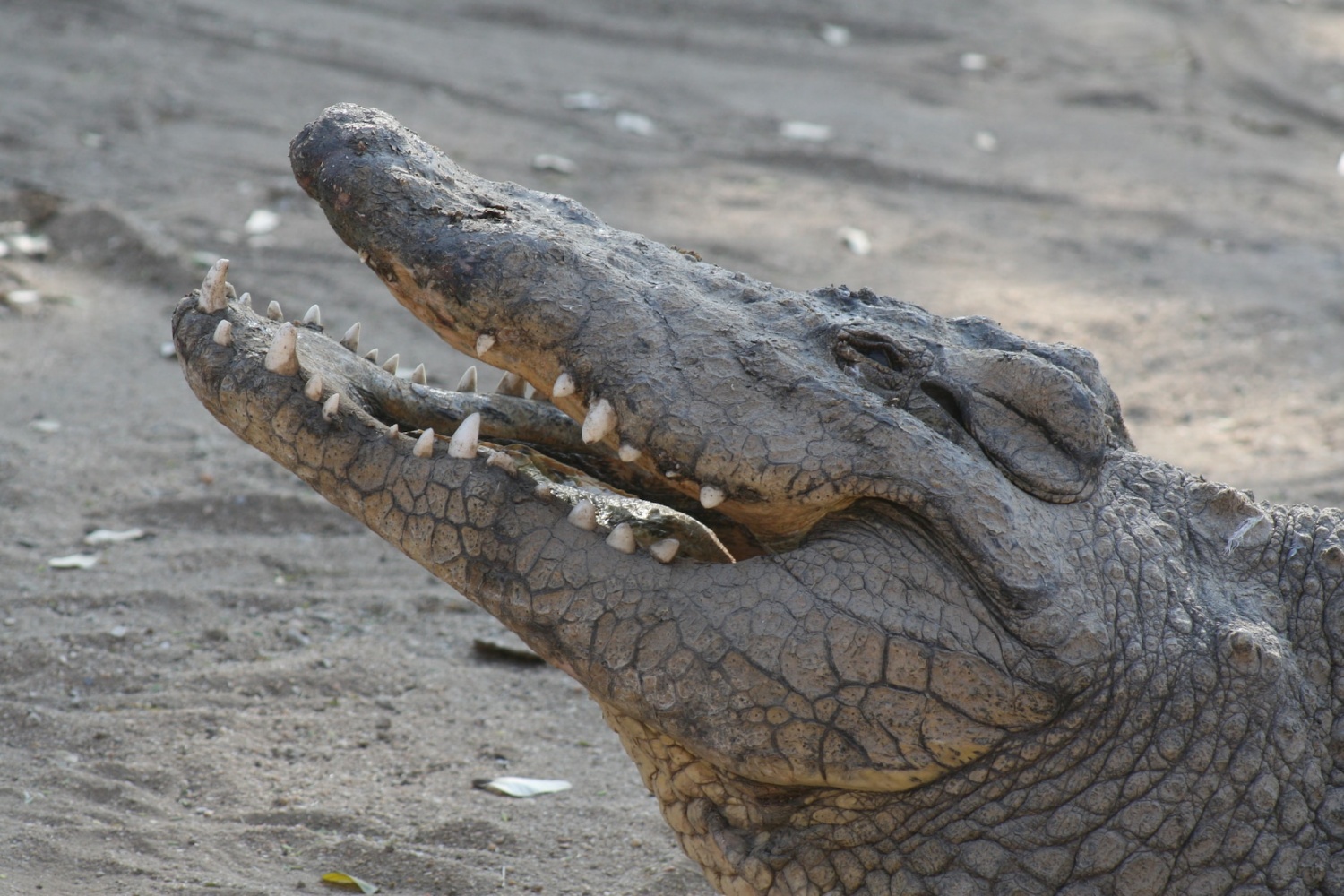 Mugger Crocodiles Save Dog from Feral Attack in India, Study Suggests ...