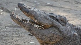 Crocodiles Save Dog