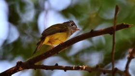 THAILAND-ANIMAL