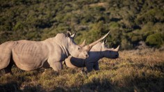 Rhinos at Shamwari game reserve