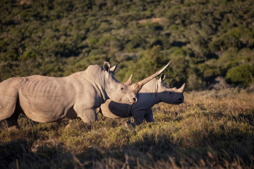 Rhinos at Shamwari game reserve