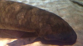 Australian Lungfish