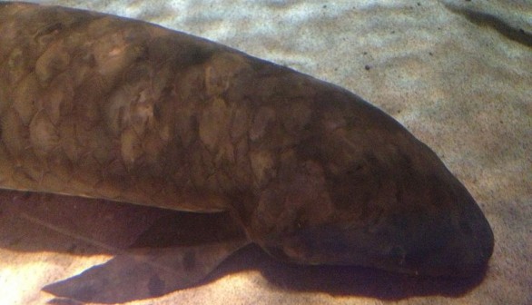 Australian Lungfish