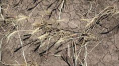 Flash Drought In South US Brings Worst Dry Conditions, Experts Warn of Major Wildfire Risk