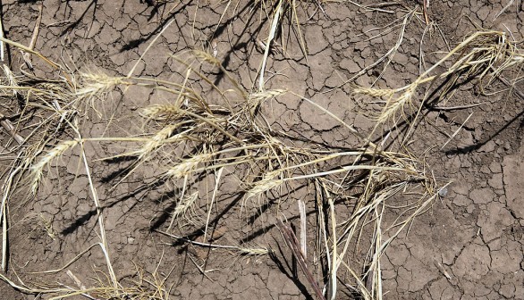 Flash Drought In South US Brings Worst Dry Conditions, Experts Warn of Major Wildfire Risk