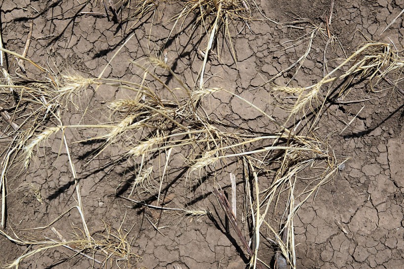 Flash Drought In South US Brings Worst Dry Conditions, Experts Warn of Major Wildfire Risk