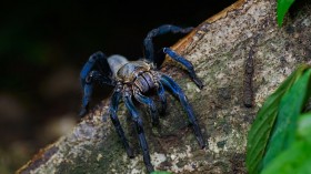 New Species: Tarantula with Mesmerizing Electric Blue Hair in Thailand Mangrove Named After Charity Auction Winners