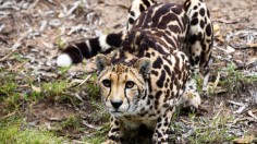 Locally Extinct Cheetah Seen on Dirt Road for First Time in 42 Years - Eswatini, Africa