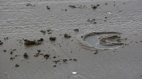 Weird Hoofprints on Ocean Floor Turn Out to Be Bottom-Feeder Fish Bite Marks