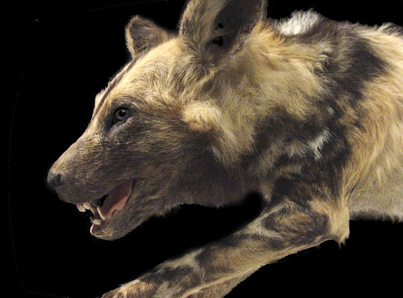 Extinct Tasmanian Tiger Species Could be Resurrected Soon After Scientists Recover RNA Sample [Report]