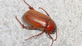 'Crazy Bug Lady' Finds Invasive Asiatic Garden Beetles in Her Minnesota Garden