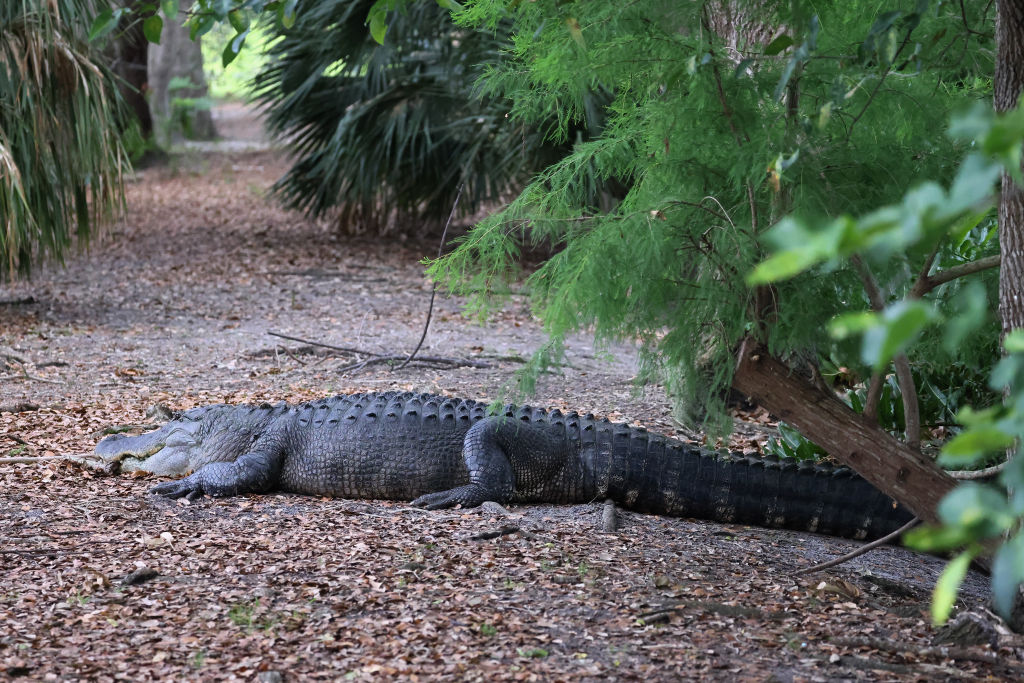 13 Feet Alligator With Human Remains On Mouth Euthanized In Florida