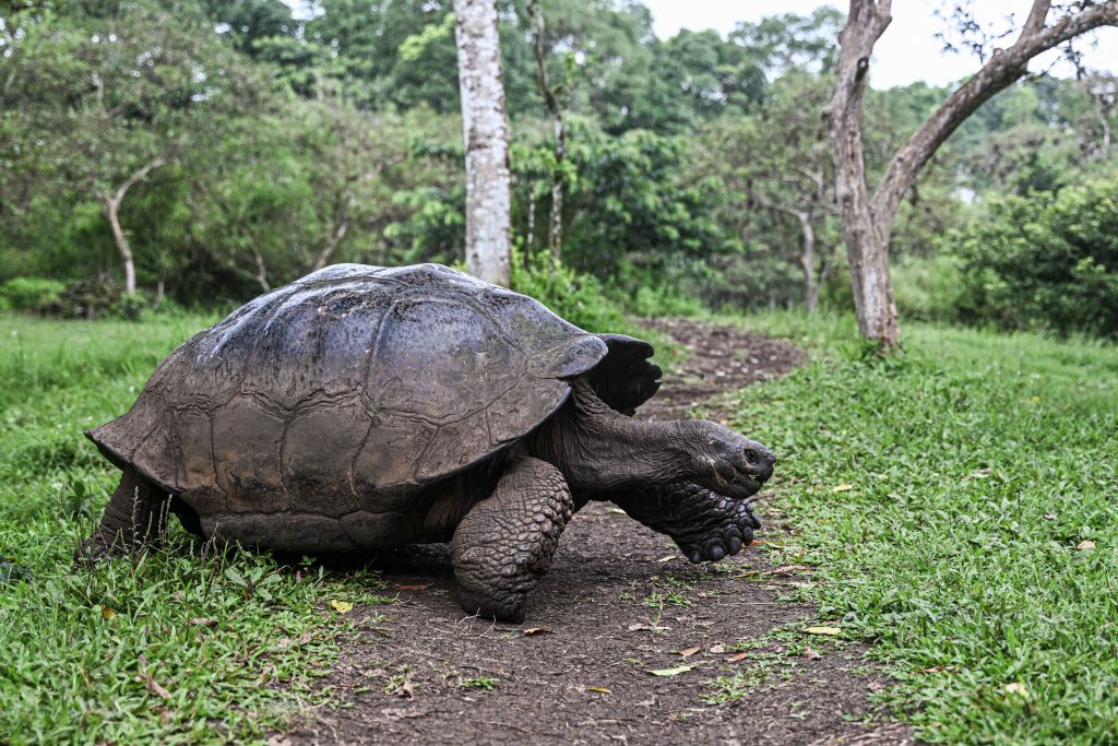 Saving Rare Tortoise: Biologists’ Efforts To Stabilize North America’s Largest Reptile