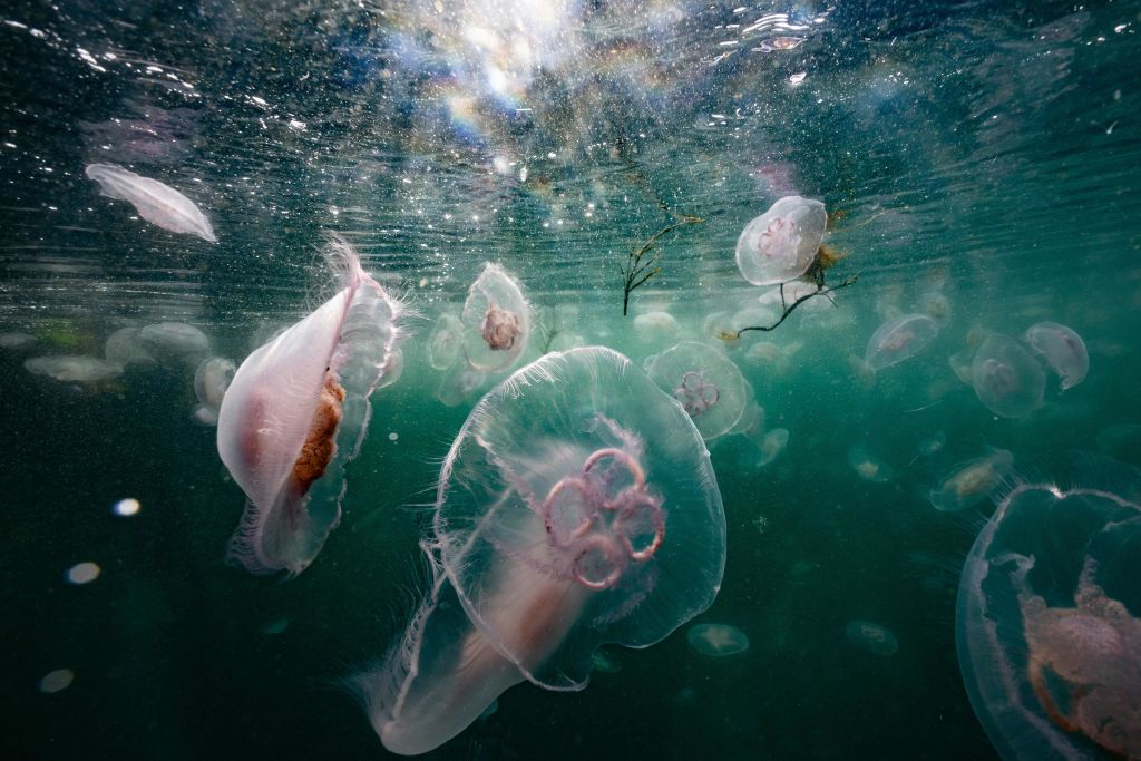 Peach Blossom Jellyfish: A New Threat to North America’s Marine Ecosystems