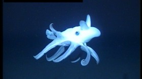 Dumbo Octopus