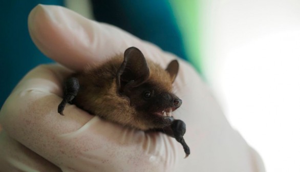 Bats Alter Cancer-Related Genes in New Study on Treatment