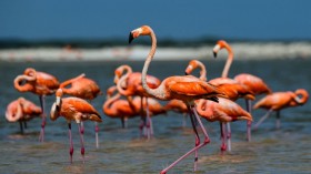 Flamingos First Sighting on Lake Michigan Draws 75 Birdwatchers, Experts Credit Winds of Hurricane Idalia