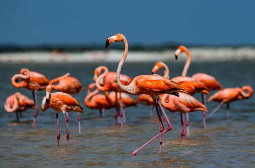 Flamingos First Sighting on Lake Michigan Draws 75 Birdwatchers, Experts Credit Winds of Hurricane Idalia
