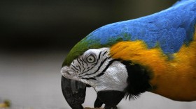 A 'Blue and Yellow macaw', one of an end