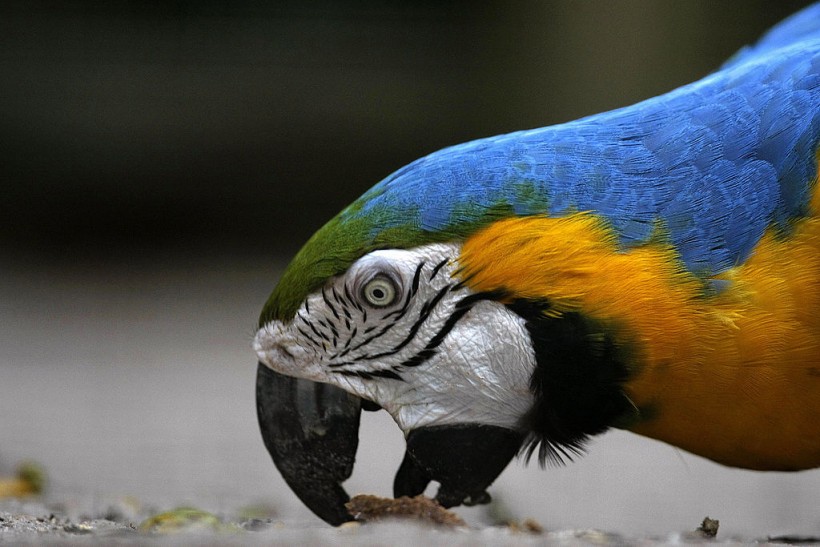 A 'Blue and Yellow macaw', one of an end