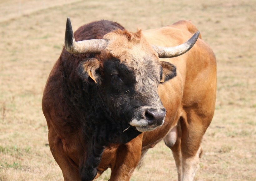 Spanish Bull Festival