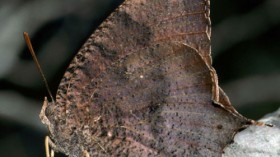 Leafwing