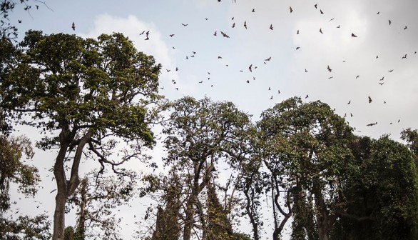 A photo of flying bats