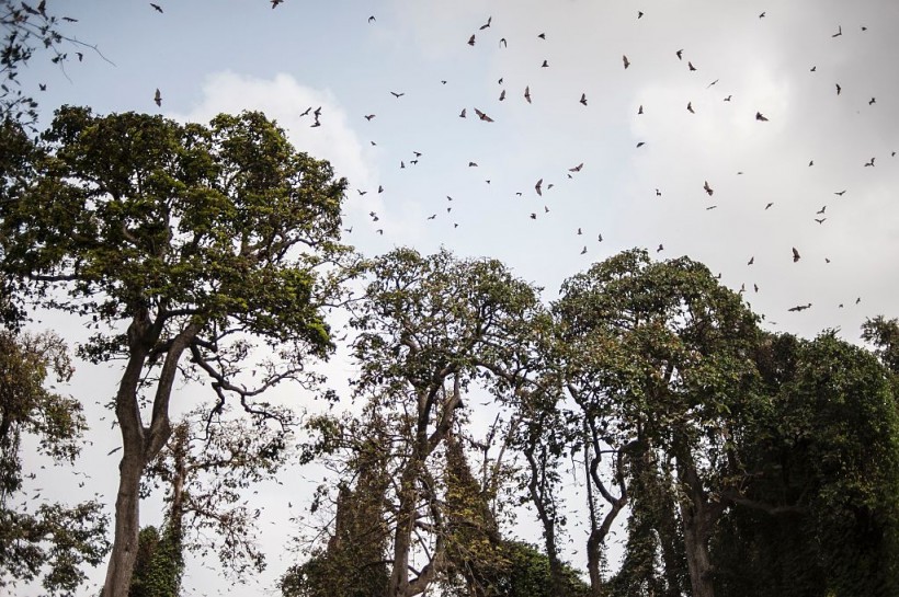 A photo of flying bats