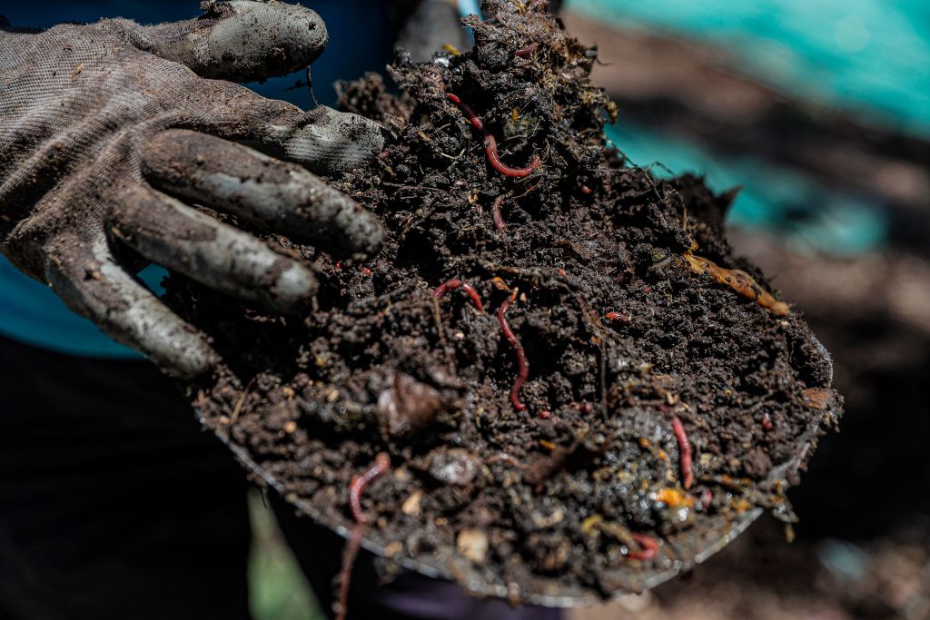 Earthworms contribute to 6.5% of global grain production