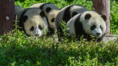 Wolong National Nature Reserve in Wenchuan, China's southwestern Sichuan province