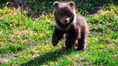 bear cubs