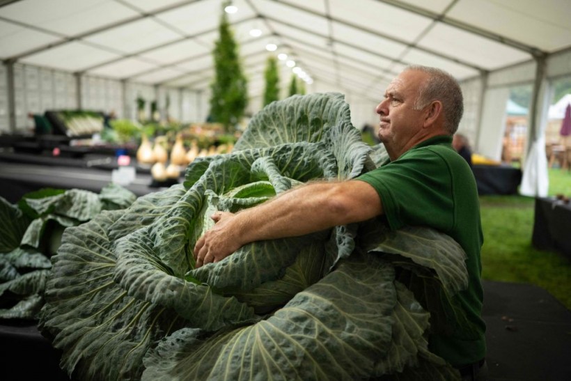 Giant Vegetables Weighing 1300 Lbs Delivered in Forklifts Star in UK County Fair