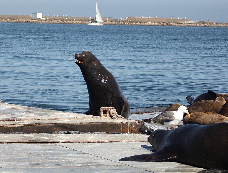 San Diego Closes Point La Jolla Beach to Protect Sea Lions From People -  The New York Times