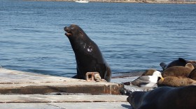 Recent Sea Lion Harassment by Tourist Shuts Down Popular San Diego Beach for 7 Years