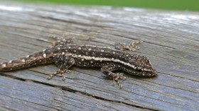 New Species Karamoja Dwarf Gecko Found Pregnant in Uganda Forest Along with 4 Other New Gecko Species