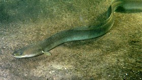 European eel (Anguilla anguilla)