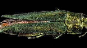 Invasive Emerald Ash Borer Lays Waste to 17-Mile Hiking Trail Prompting Closure for Pennsylvania's Tyler Arboretum