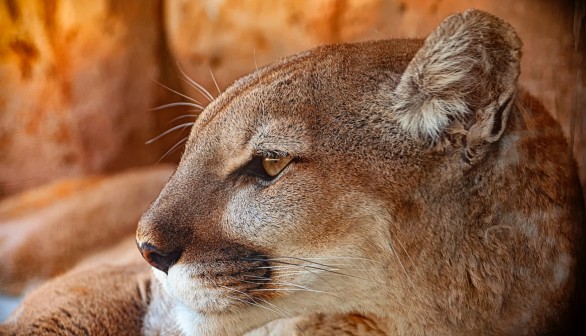 Mountain Lion Shot Dead After Interrupted Golf Tournament in Nebraska was Canceled for Public Safety