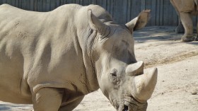 Rhino white zoo exotic