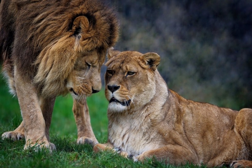 Lion lioness barbary north 