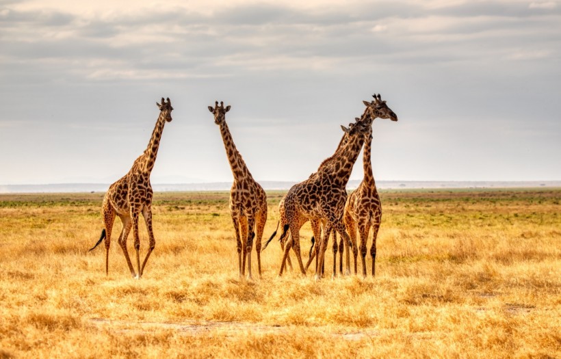 Three giraffes on brown grass field during daytime 